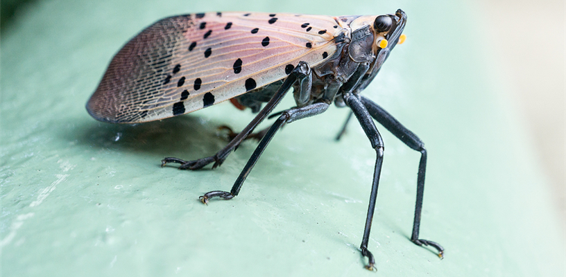 Spotted Lanternfly - What Homeowners Can Do Right Now